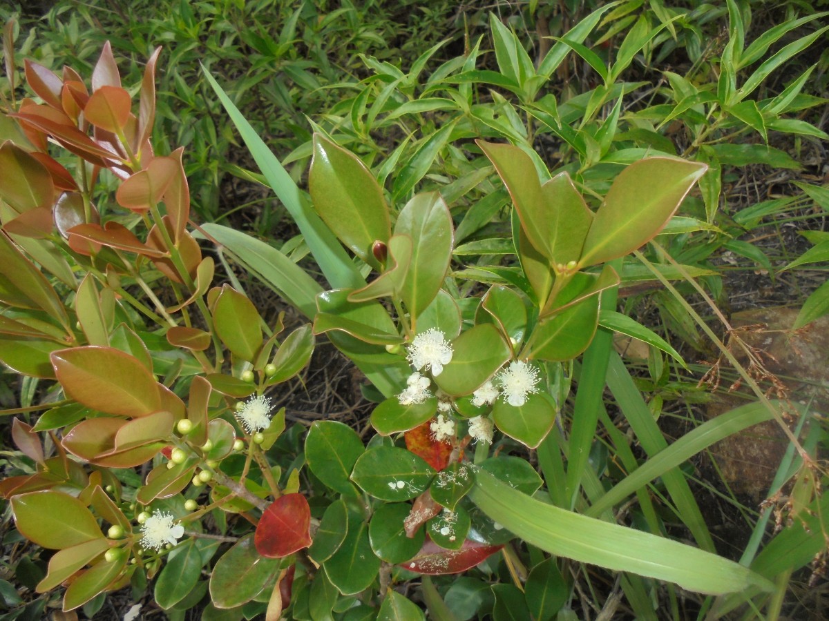 Psidium cattleyanum Sabine